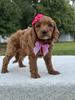 Tiana- F1b Mini , a female Goldendoodle for sale in Frostproof, FL – 5 of 9