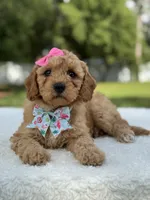 Trinity- F1b Mini , a female Goldendoodle for sale in Frostproof, FL – 9 of 10