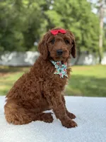 Cinnamon- F1b Standard , a female Goldendoodle for sale in Frostproof, FL – 6 of 10