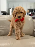 Pickles- F1b Medium , a male Goldendoodle for sale in Frostproof, FL – 2 of 10