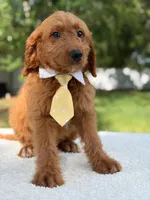 Aspen- F1 mini , a male Goldendoodle for sale in Frostproof, FL – 10 of 10