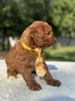Teddy- F1b Mini , a male Goldendoodle for sale in Frostproof, FL – 5 of 10