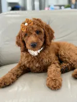 Ellie- F1b Medium, a female Goldendoodle for sale in Frostproof, FL – 8 of 10
