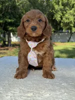 Tucker- F1b Mini , a male Goldendoodle for sale in Frostproof, FL – 7 of 10