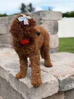 Ember- F1b Medium , a female Goldendoodle for sale in Frostproof, FL – 5 of 10