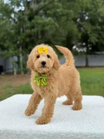 River- F1b Medium , a female Goldendoodle for sale in Frostproof, FL – 6 of 10