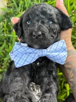 Axton- F1b Standard , a male Goldendoodle for sale in Frostproof, FL – 2 of 10