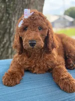 Gianna- F1b Standard , a female Goldendoodle for sale in Frostproof, FL – 2 of 10