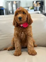 Everly- F1b Medium, a female Goldendoodle for sale in Frostproof, FL – 7 of 10
