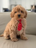 Jet- F1b Mini , a male Goldendoodle for sale in Frostproof, FL – 7 of 10