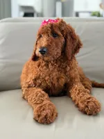 Gemma- F1b Standard , a female Goldendoodle for sale in Frostproof, FL – 5 of 10