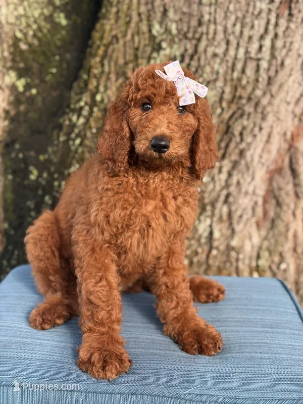 Gabriella-F1b standard  – Goldendoodle puppy for sale in Frostproof, FL