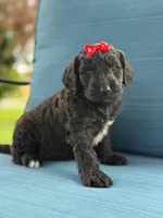Opal- F1 Standard , a female Goldendoodle for sale in Frostproof, FL – 6 of 10