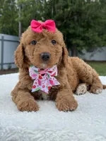 Tilly- F1b Mini , a female Goldendoodle for sale in Frostproof, FL – 6 of 10