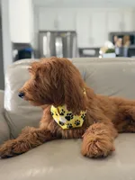 Winston- F1b Medium, a male Goldendoodle for sale in Frostproof, FL – 7 of 9