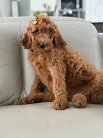 Capri- F1b Standard , a female Goldendoodle for sale in Frostproof, FL – 7 of 10