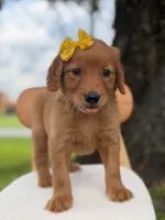 Arabella- F1 Standard 💜, a female Goldendoodle for sale in Frostproof, FL – 9 of 10