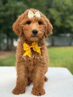 Rosie- F1b Medium , a female Goldendoodle for sale in Frostproof, FL – 7 of 10