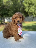 Teddy- F1b Mini , a male Goldendoodle for sale in Frostproof, FL – 8 of 10