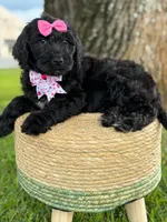 Diamond- F1 Standard, a female Goldendoodle for sale in Frostproof, FL – 7 of 10
