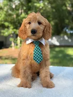 Apollo- F1 mini , a male Goldendoodle for sale in Frostproof, FL – 2 of 10