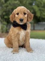Archer- F1 Mini , a male Goldendoodle for sale in Frostproof, FL – 9 of 10