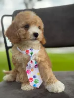 Oliver- F1bb Mini , a male Goldendoodle for sale in Frostproof, FL – 6 of 10