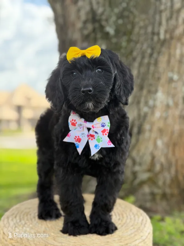 Onyx- F1 Standard  – Goldendoodle puppy for sale in Frostproof, FL