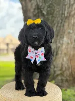 Onyx- F1 Standard , a female Goldendoodle for sale in Frostproof, FL – 1 of 10