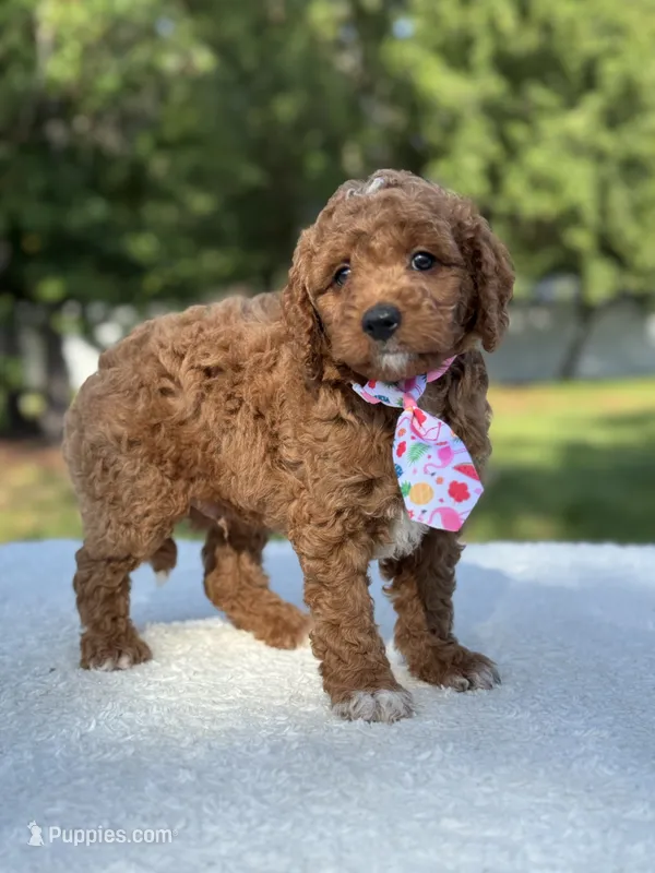 Teddy- F1b Mini  – Goldendoodle puppy for sale in Frostproof, FL