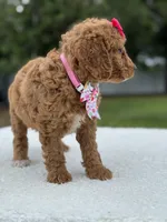 Tilly- F1b Mini , a female Goldendoodle for sale in Frostproof, FL – 2 of 10