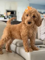 Lilah- F1b Medium, a female Goldendoodle for sale in Frostproof, FL – 5 of 10