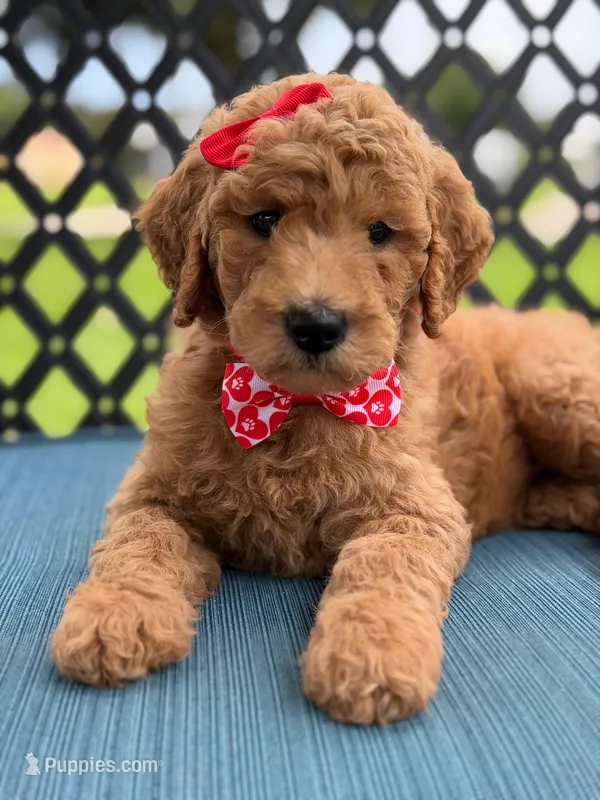 Sassy- F1b Medium  – Goldendoodle puppy for sale in Frostproof, FL