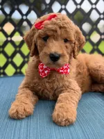 Sassy- F1b Medium , a female Goldendoodle for sale in Frostproof, FL – 1 of 10