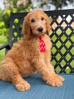 Shiloh- F1b Standard , a male Goldendoodle for sale in Frostproof, FL – 6 of 10