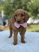Ace- F1 mini , a male Goldendoodle for sale in Frostproof, FL – 4 of 9
