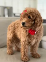 Jemma- F1b Mini , a female Goldendoodle for sale in Frostproof, FL – 4 of 10