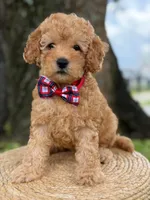 Mario- F1b Toy , a male Goldendoodle for sale in Frostproof, FL – 4 of 10