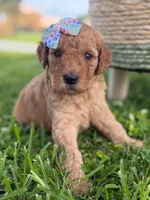 Lennon- F1b Medium , a female Goldendoodle for sale in Frostproof, FL – 2 of 10