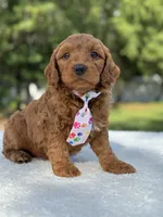 Theo- F1b Mini , a male Goldendoodle for sale in Frostproof, FL – 1 of 10