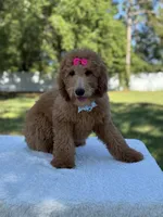 Princess- F1b Medium, a female Goldendoodle for sale in Frostproof, FL – 6 of 10