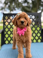 Lulú- F1b Medium , a female Goldendoodle for sale in Frostproof, FL – 4 of 10