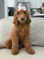 Grace-F1b standard , a female Goldendoodle for sale in Frostproof, FL – 2 of 10