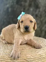 London- F1b Medium , a female Goldendoodle for sale in Frostproof, FL – 2 of 10