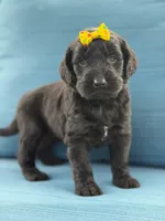 Diamond- F1 Standard, a female Goldendoodle for sale in Frostproof, FL – 1 of 10