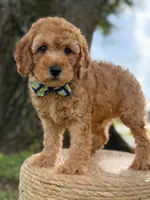Sonic- F1b Toy, a male Goldendoodle for sale in Frostproof, FL – 3 of 10