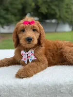 Rae- F1b Standard , a female Goldendoodle for sale in Frostproof, FL – 4 of 9