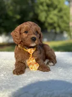 Teddy- F1b Mini , a male Goldendoodle for sale in Frostproof, FL – 8 of 10