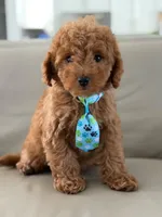 Jensen- F1b Mini, a male Goldendoodle for sale in Frostproof, FL – 9 of 10