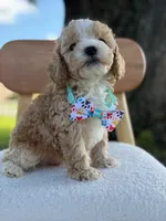 Jace- F1bb Toy, a male Goldendoodle for sale in Frostproof, FL – 9 of 10